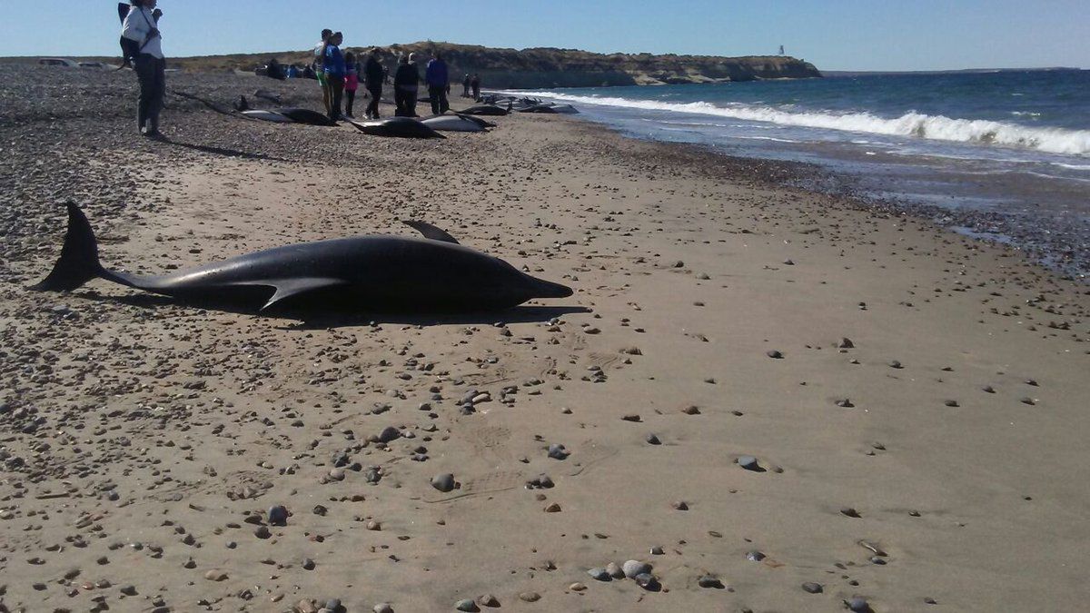 Ocean wyrzucił 61 delfinów na popularną plażę. Większość nie żyje