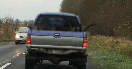Wstrząsające nagranie. Jedzie, a przed nim auto z martwymi zwierzętami