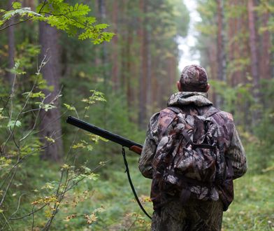 Przyrodnicy alarmują. Myśliwi zastrzelili dwa wilki