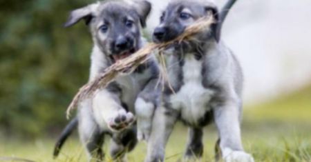 Potwierdzono narodziny psich bliźniąt jednojajowych