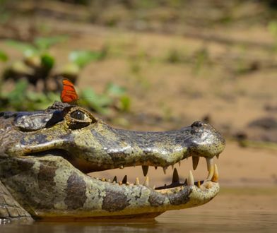 "Nasza planeta": Głód zmusza zwierzęta do drastycznych posunięć