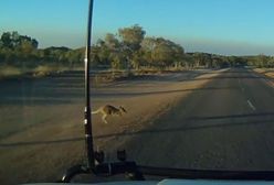 #dziejesiewmoto: kangur samobójca wybiega na drogę