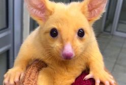 Australia: Znaleziono zwierzę podobne do słynnego Pikachu