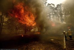 Australia. Tragedia podczas akcji gaszenia pożarów