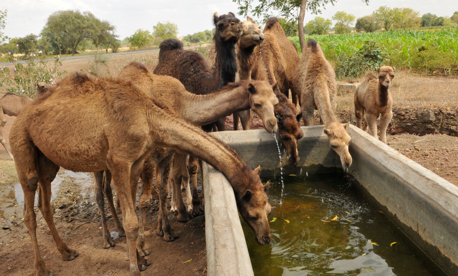 Australia. Ponad 10 tys. wielbłądów zostanie zabitych. Piją za dużo wody