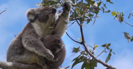 Australia. Koale powoli wracają do buszu