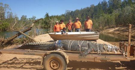 Australijska "bestia" w końcu schwytana. 600-kilogramowego krokodyla szukano od 2010 roku