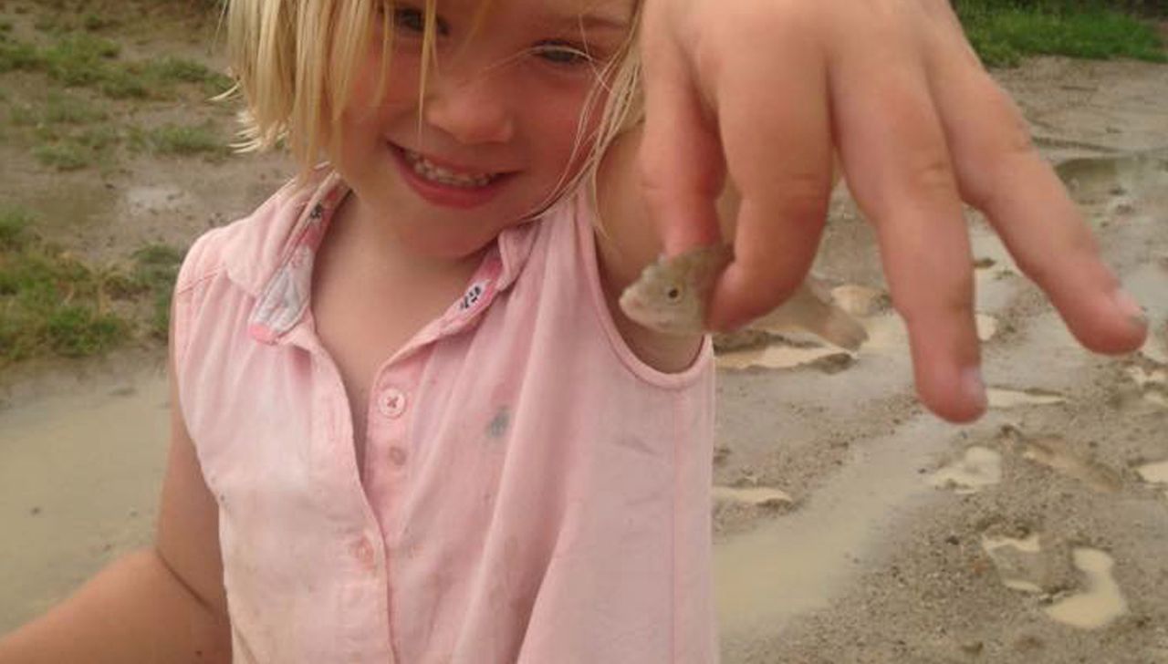 Deszcz ryb w Australii