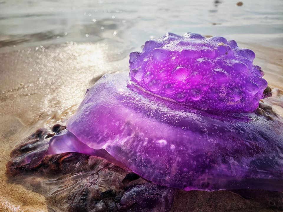 Tajemnicze stworzenie na brzegu oceanu. Może być niebezpieczne