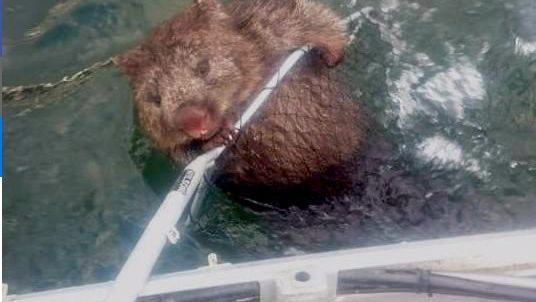 Uratowany wombat