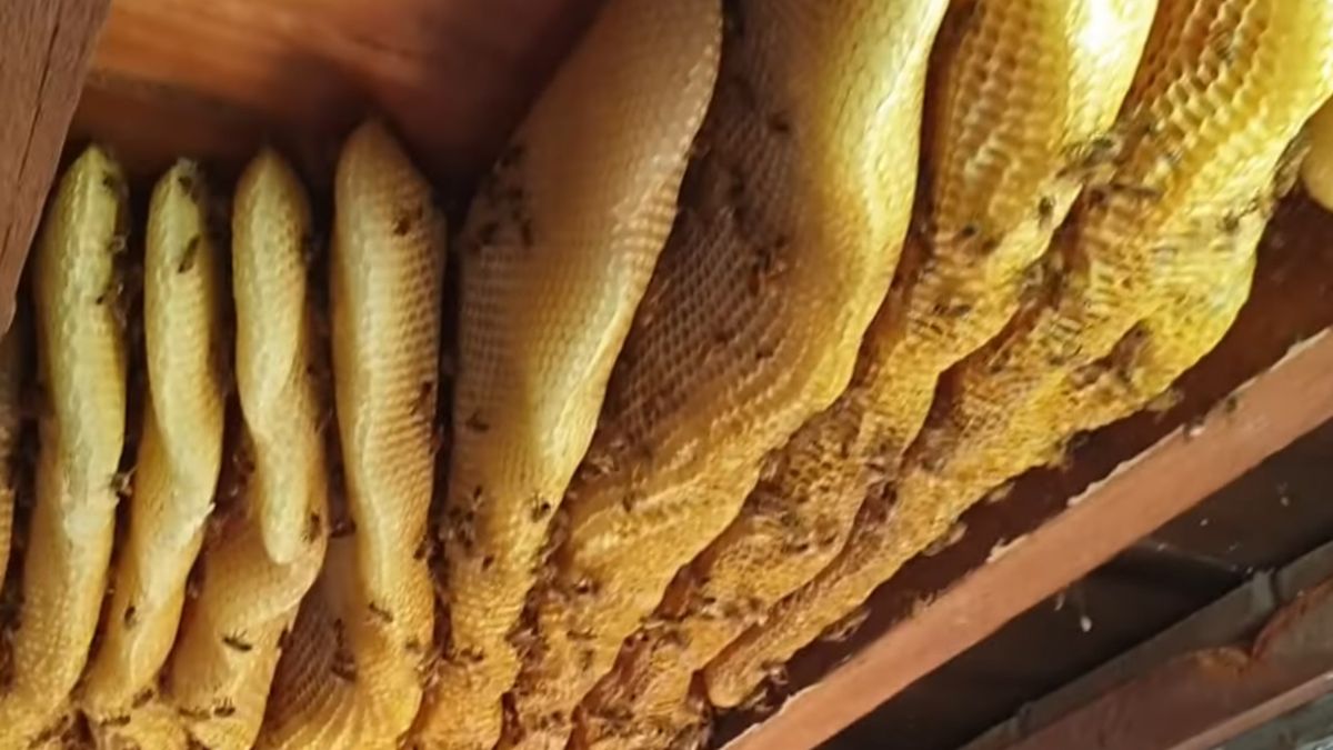 pszczoły brisbane australia