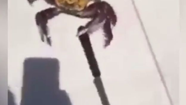 Krab z nożem