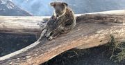 Australia. Koala chroniła swoje dziecko. Wokół szalały płomienie