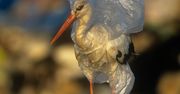 Dzień Ziemi. Zatruwamy morza i oceany 10 milionami ton plastiku i zużywamy bilion foliówek