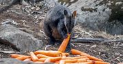 Pożary w Australii. Zwierzęta umierają. Władze zrzucają z powietrza marchewki