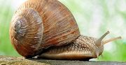 Ślimaki ruszają z kopyta