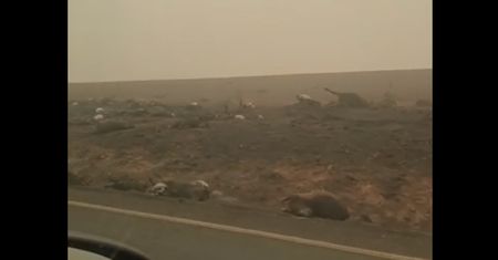 Australia. Wstrząsające wideo. Martwe kangury i koale wzdłuż drogi