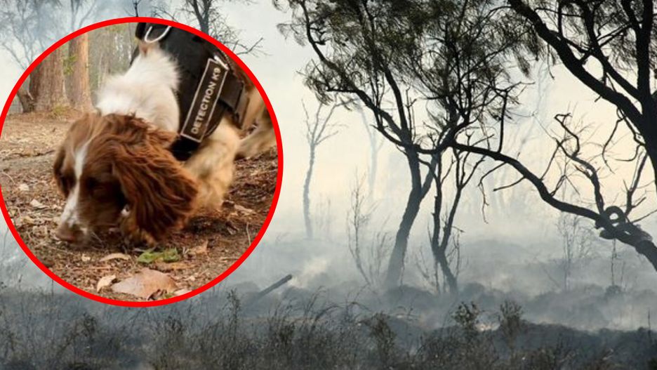 Australia może odetchnąć. Spadł długo wyczekiwany deszcz