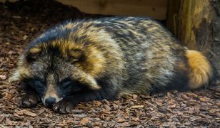 Jenot zaklinował się w ogrodzeniu jednej z posesji w Kozienicach. Policja uratowała przerażone zwierzę. Zobacz zdjęcia