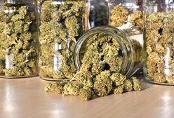 Zlikwidowano 8 plantacji marihuany