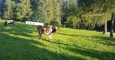 Gubałówka. Incydent z udziałem krowy. Zraniła 9-latkę