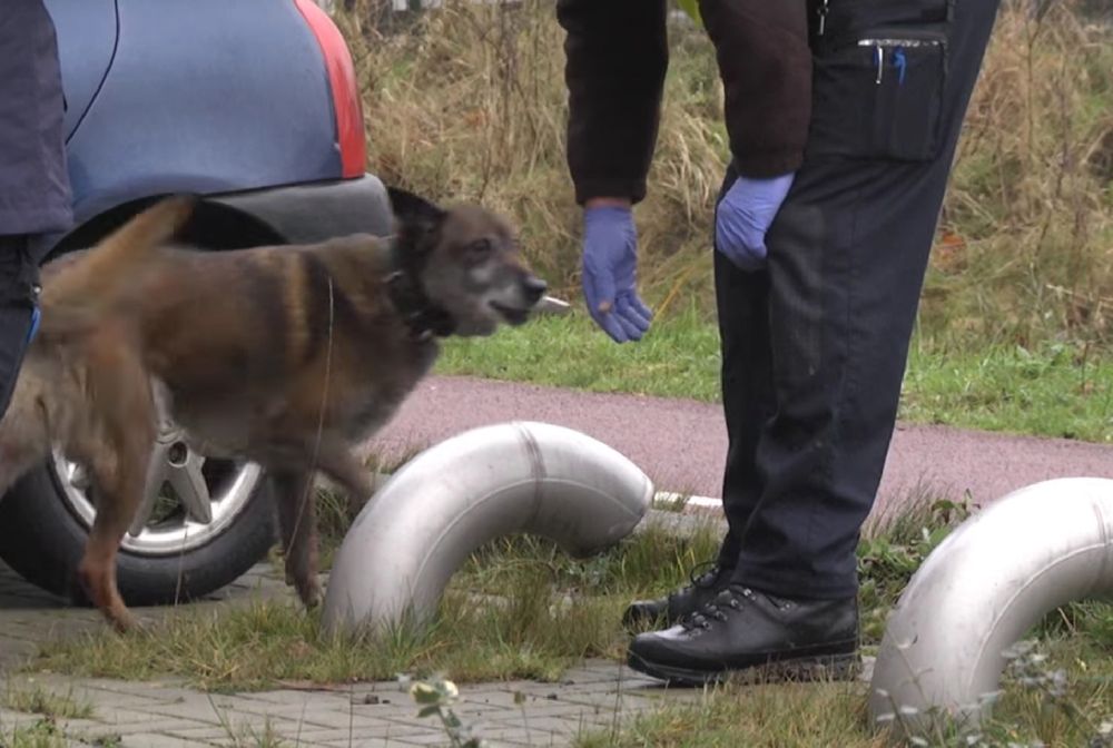 Napadli Polaków w Holandii. Okradli, postrzelili i zostawili