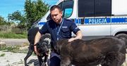 Nowa Sól (Lubuskie). Drugi katowany pies znalazł azyl u policjanta