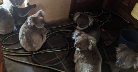 Australia. Zdjęcie poruszyło wszystkich. Strażak bohaterem