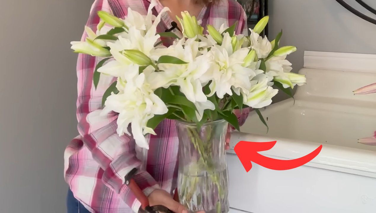jak przedłużyć świeżość lilii, fot. Youtube/NorthlawnFlowerFarm