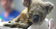 Koala na skraju wymarcia. Tragiczny skutek pożarów w Australii