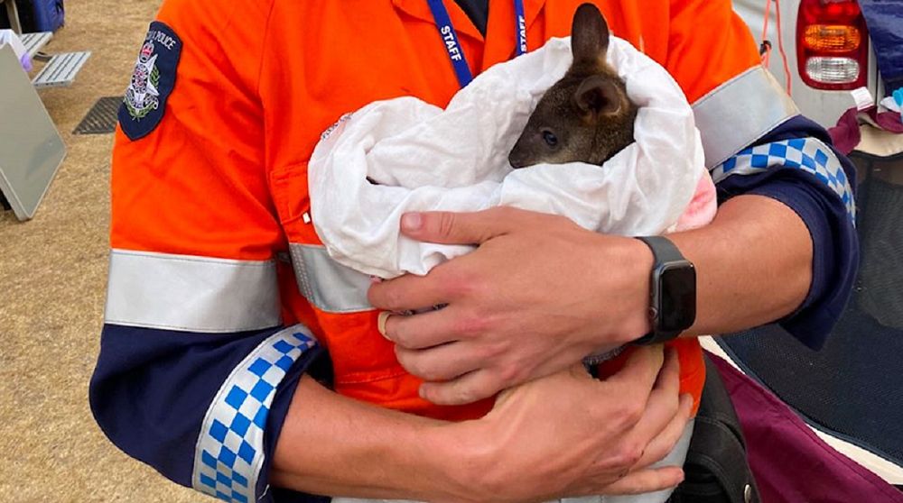 Często australijskie służby nie są w stanie ewakuować z zagrożonych terenów zwierząt. 