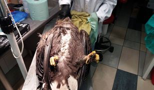 Otruty bielik na Podlasiu. "Podkradał ryby"