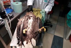 Otruty bielik na Podlasiu. "Podkradał ryby"