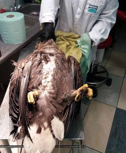 Otruty bielik na Podlasiu. "Podkradał ryby"