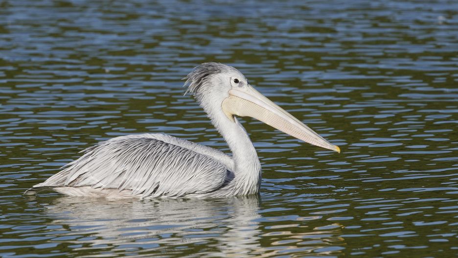 Pelikan mały (Pelecanus rufescens)