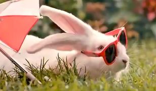 Kilka sekund spotu o królikach za 600 tys.zł. Poseł PO zdradza szczegóły