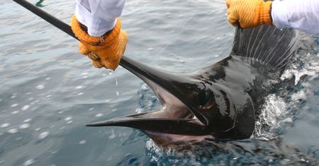 Bracia pojechali na ryby. Zaatakował ich ogromny marlin