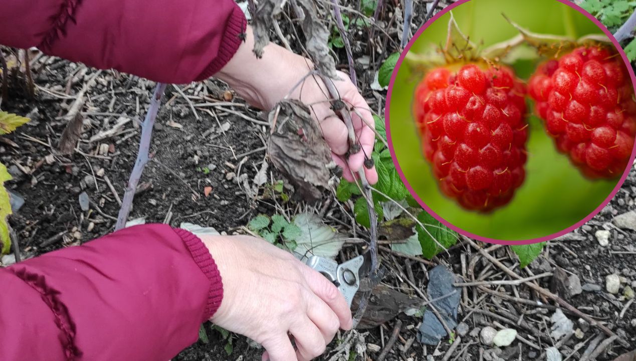 Jeśli tak zadbasz o swoje maliny przed zimą, latem dadzą mnóstwo owoców