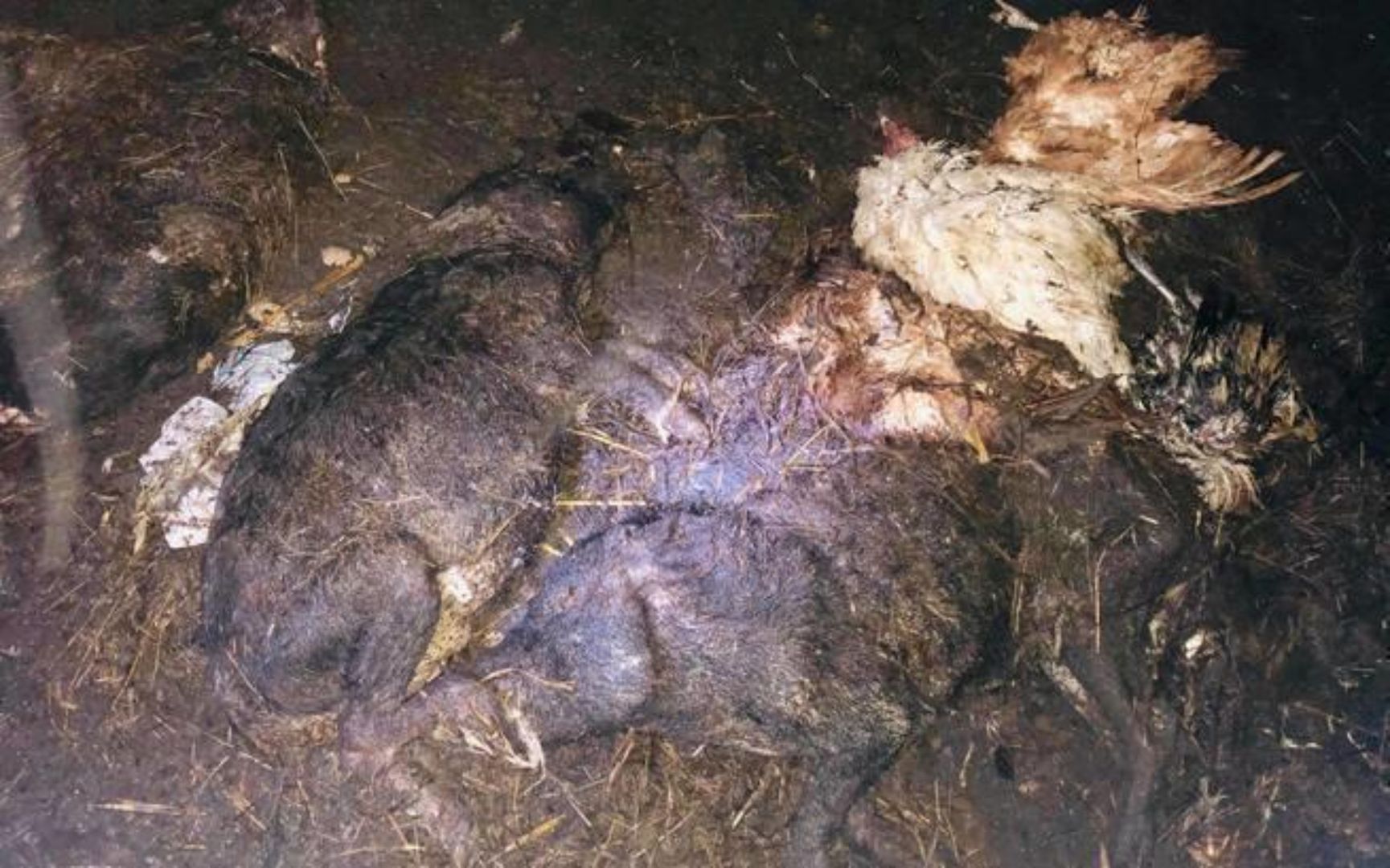 Padlina zalegała tygodniami na podwórku 