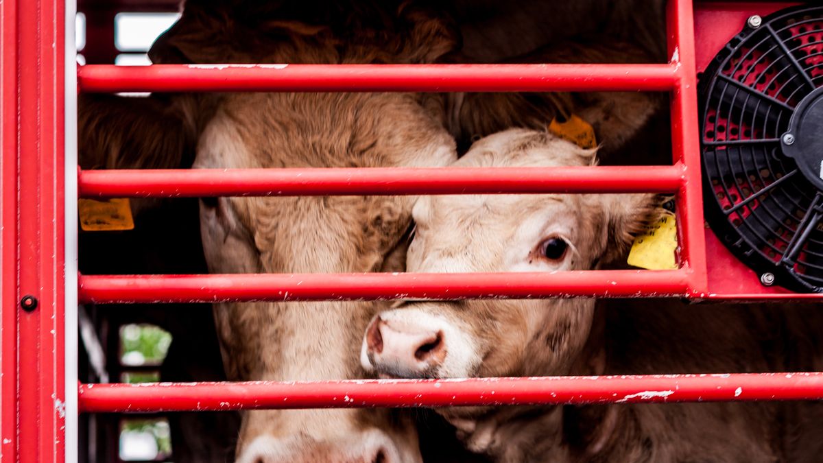 Minister rolnictwa domaga się lepszej kontroli nad ubojniami