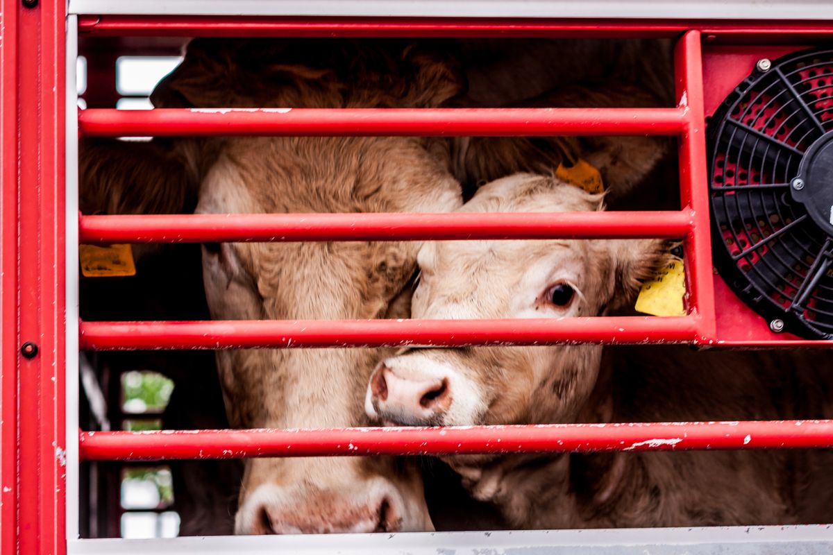 Mięso z padliny: chore krowy przerabiane na żywność. Ardanowski oburzony incydentem w rzeźni