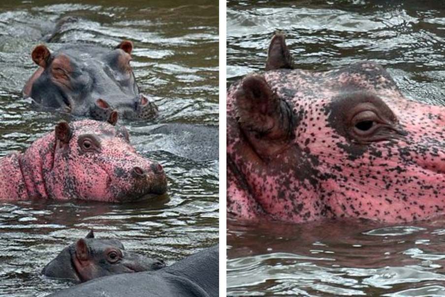 Różowy hipopotam istnieje naprawdę