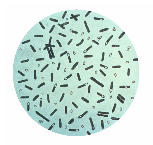 Mikroskopowy obraz laseczki jadu kiełbasianego 