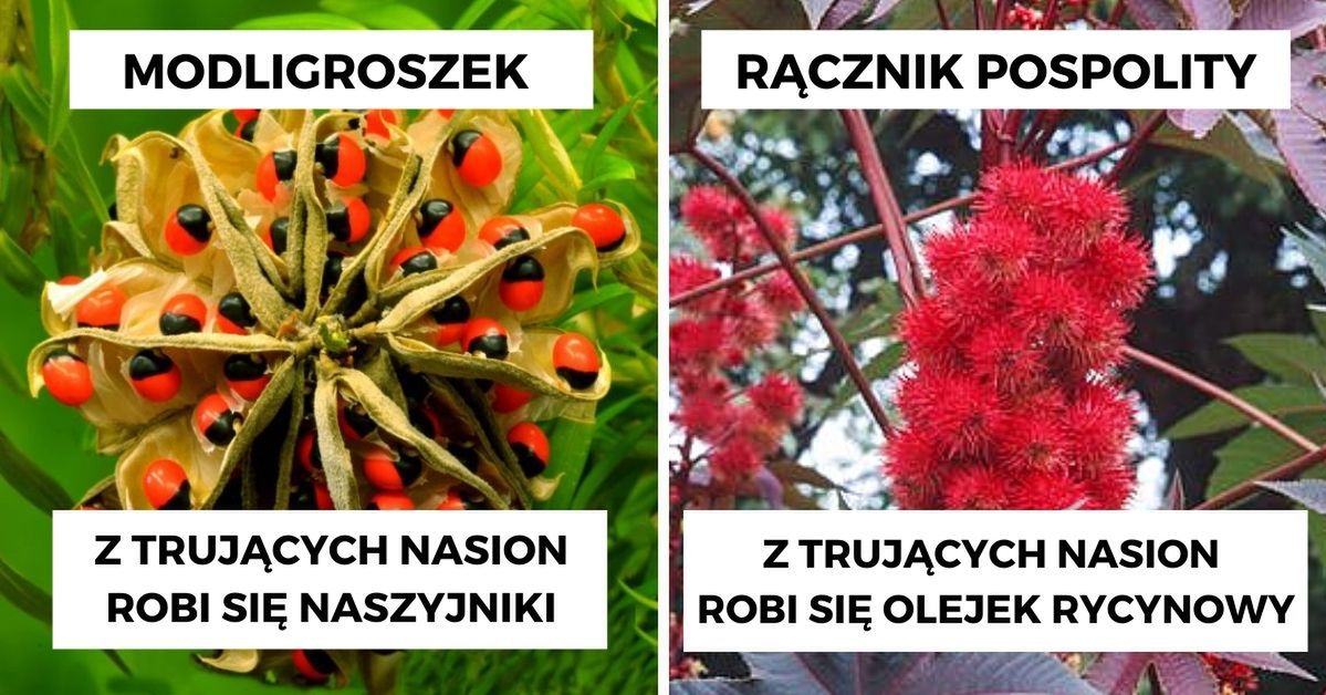 11 wyjątkowo niebezpiecznych roślin, które opanowały ziemię. To zawodowi, zieloni truciciele