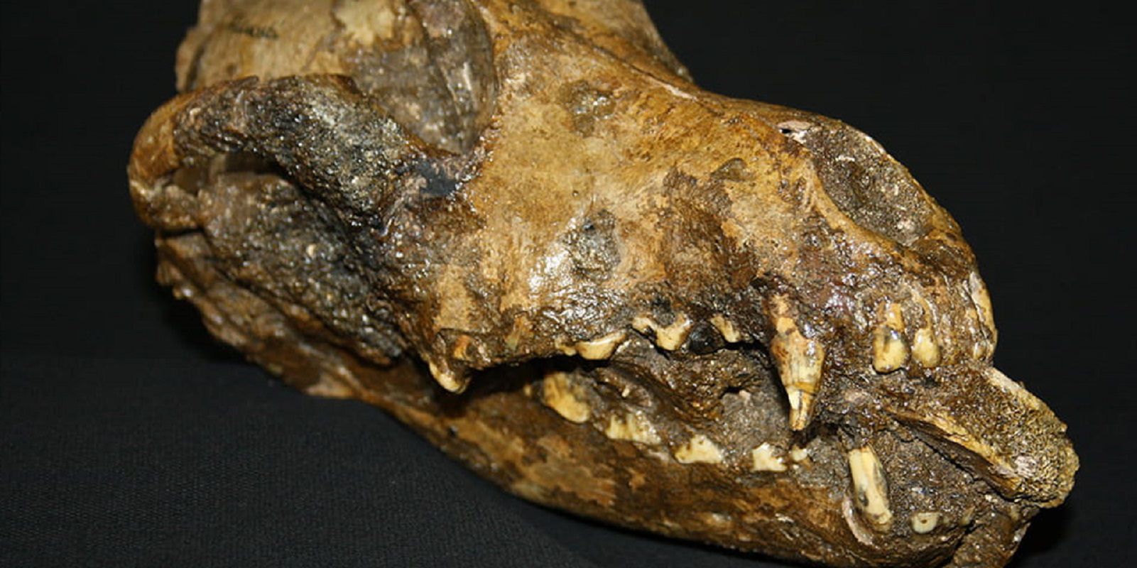 Niesamowite odkrycie w Czechach. Szczątki psa sprzed 28 tys. lat 