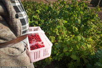 Polacy nie chcą zbierać owoców i warzyw. Rynek ratują Ukraińcy, ale oczekują większych zarobków