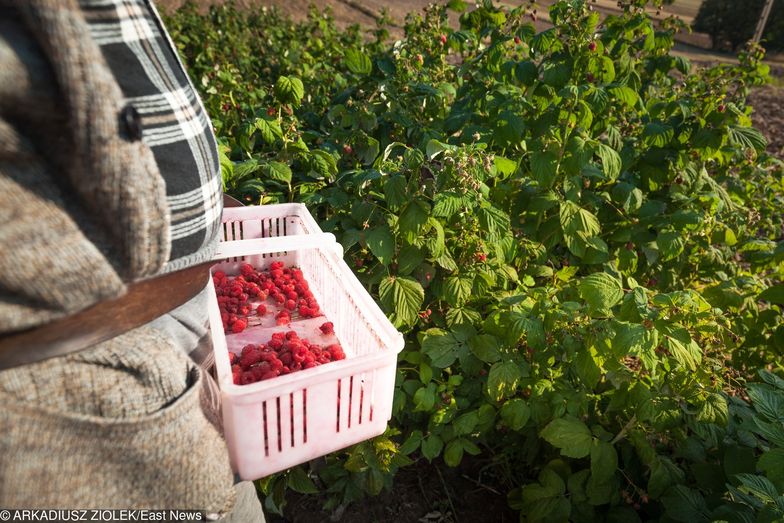 Polacy nie chcą zbierać owoców i warzyw. Rynek ratują Ukraińcy, ale oczekują większych zarobków