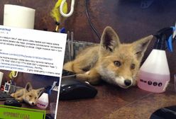 Ulubieniec internautów powoli dochodzi do siebie. Teraz trwa zbiórka pieniędzy na jego leczenie