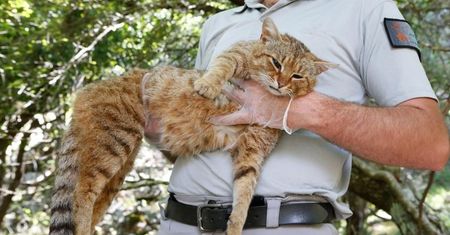 Odkryto nowy gatunek zwierzęcia. Koto-lis znaleziony na Korsyce