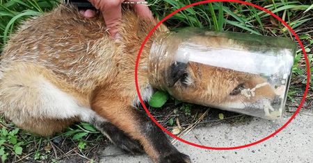 Puszcza Niepołomicka. Młody lis zaklinował się w słoiku. Potrzebował pomocy
